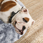 Fluffy Dog Bed - With Donut Cushion - Ombré Gray
